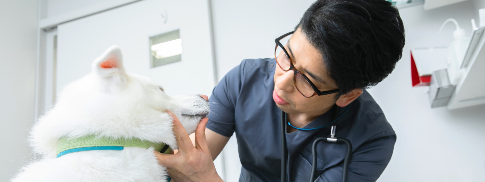 いるか動物病院