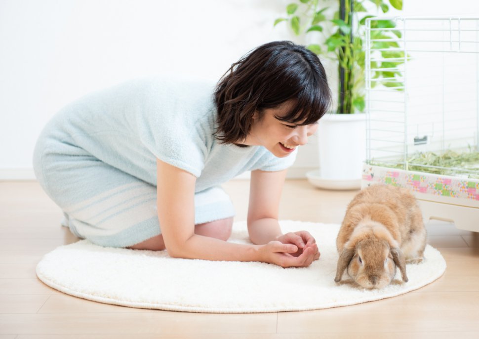 うさぎを飼い始めたら